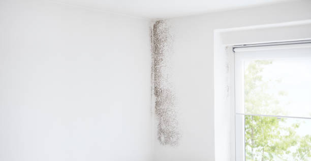 Professional Mold Removal in Ogden, NC