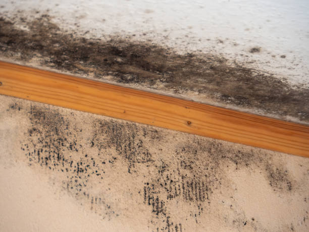 Best HVAC Mold Inspection and Cleaning  in Ogden, NC