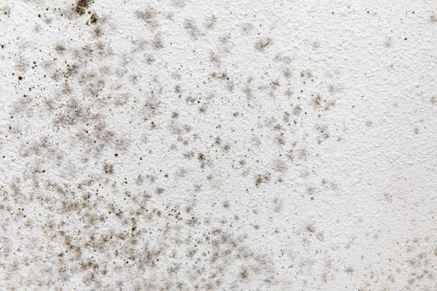 Best Attic Mold Removal  in Ogden, NC